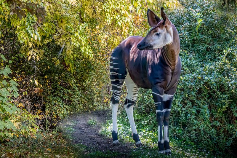 Okapi