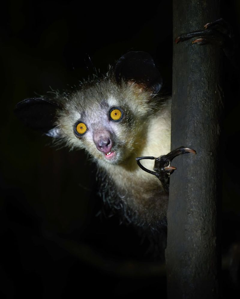 Aye-aye