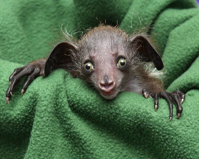 Aye-aye