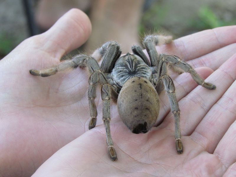 Baboon Spider