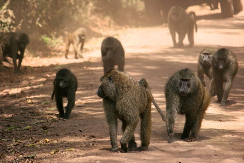 Baboons