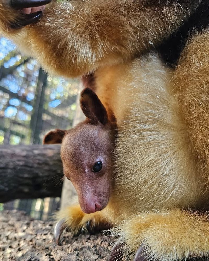 Baby Kangaroo (Joey)