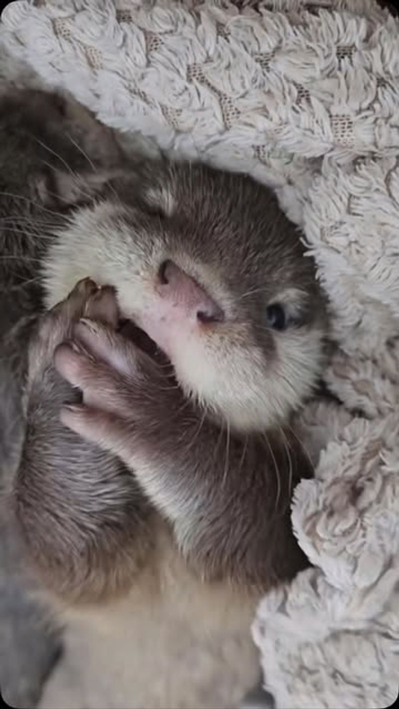 Baby Otter