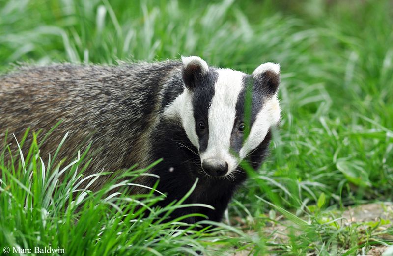 Badger digs up human remains in Llanilltud Fawr