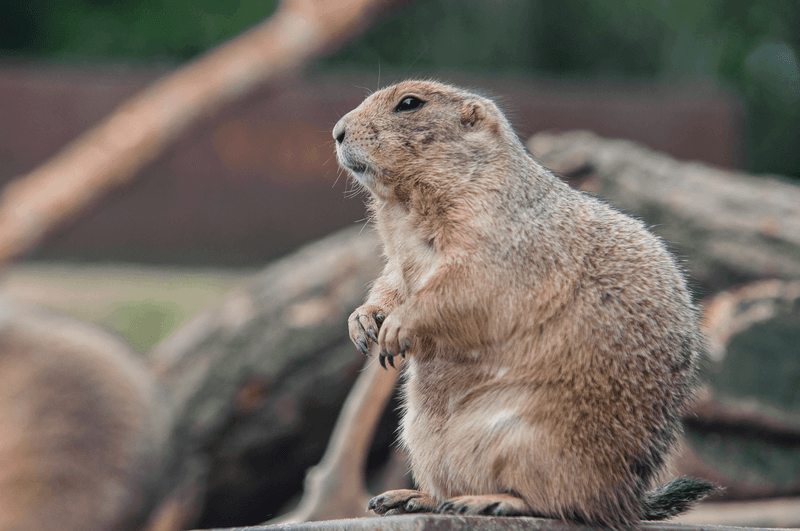 Baird's Pocket Gopher