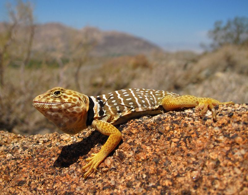 Baja California Collared Lizard