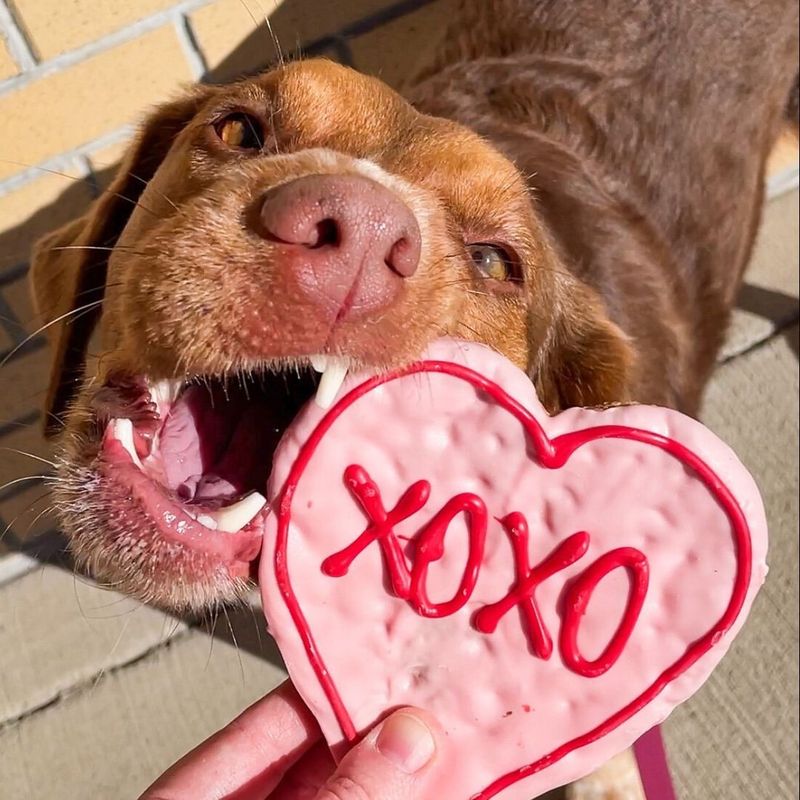 Bake Pet Treats Together