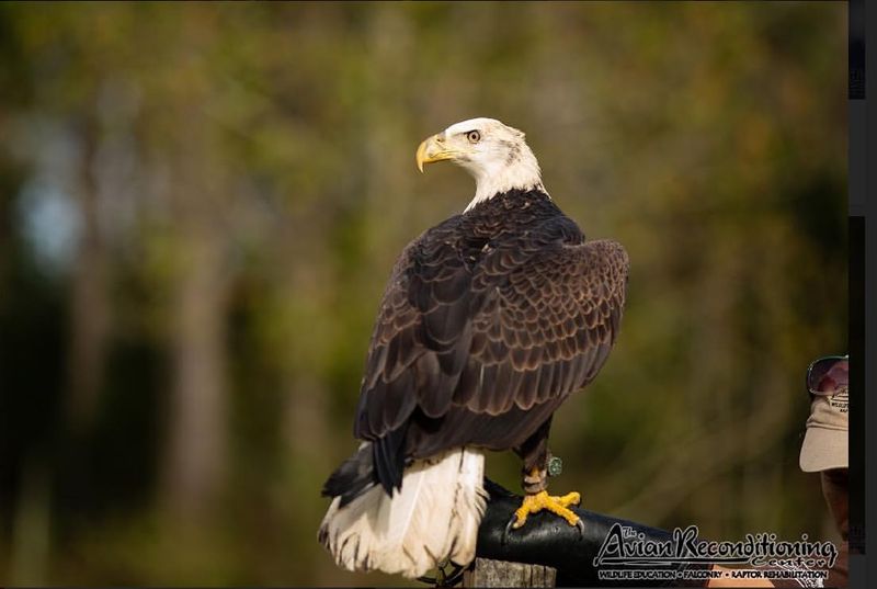 Bald Eagle