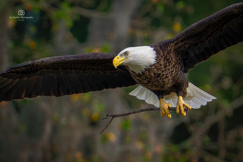 Bald Eagle