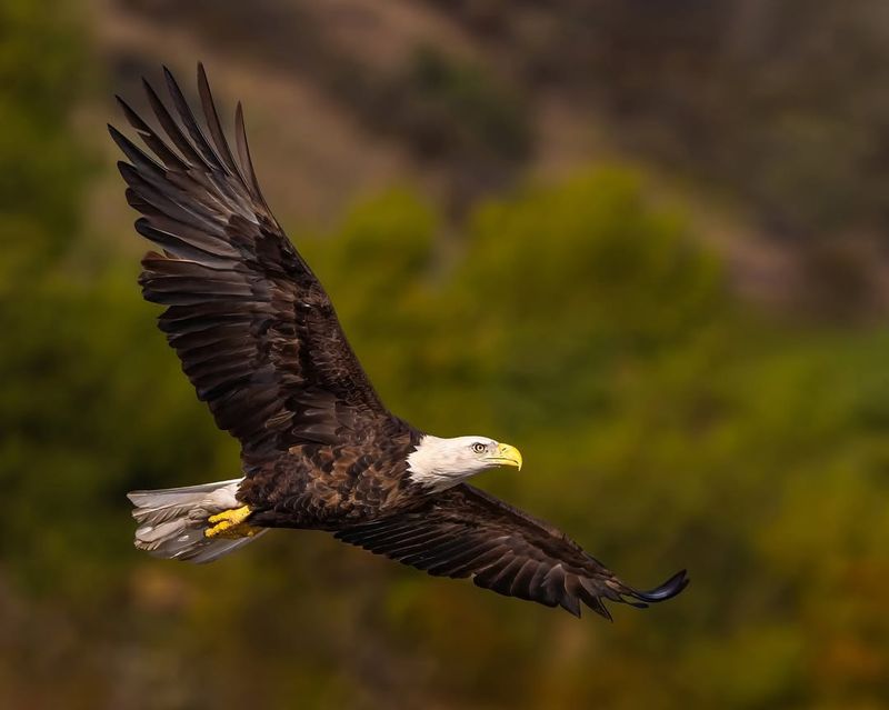 Bald Eagle