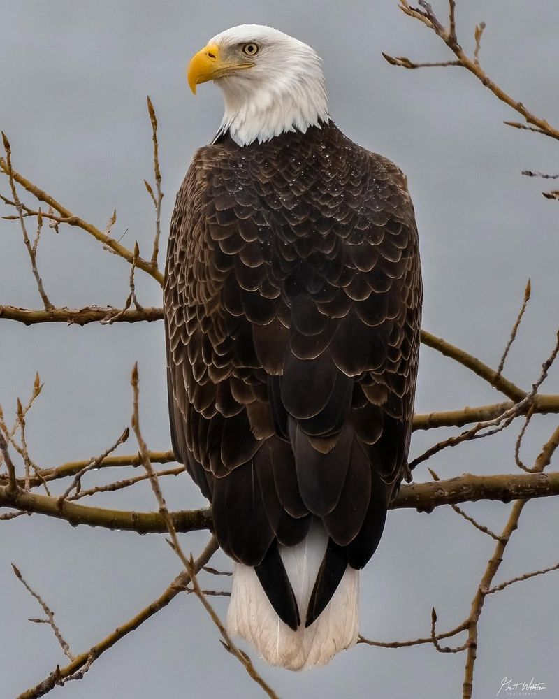 Bald Eagle