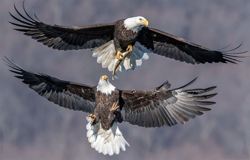 Bald Eagle