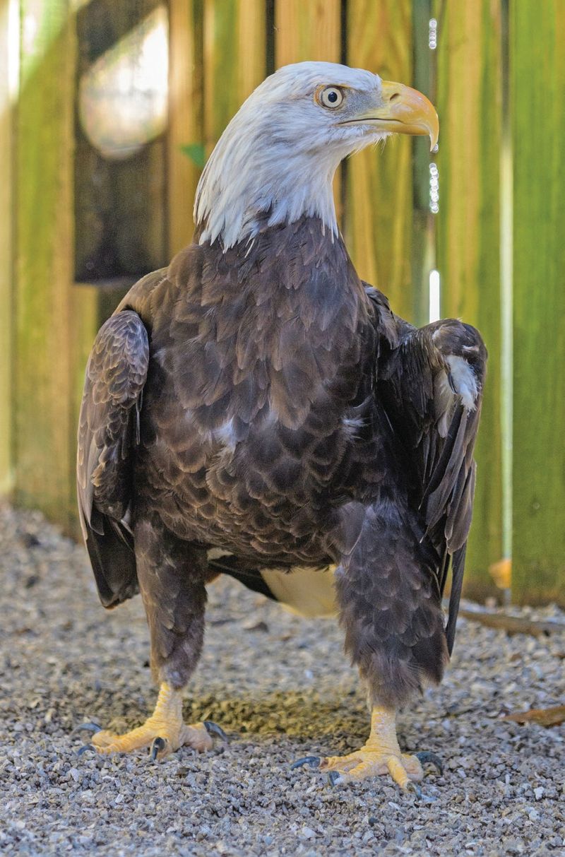 Bald Eagle