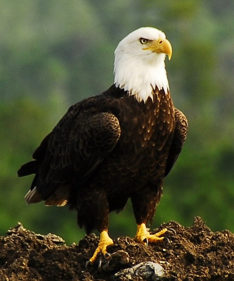 Bald Eagle