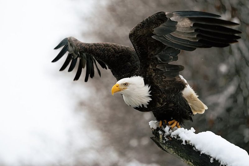 Bald Eagle