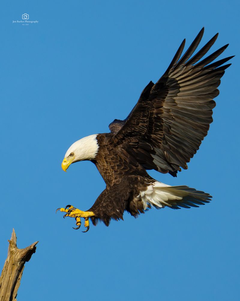 Bald Eagle