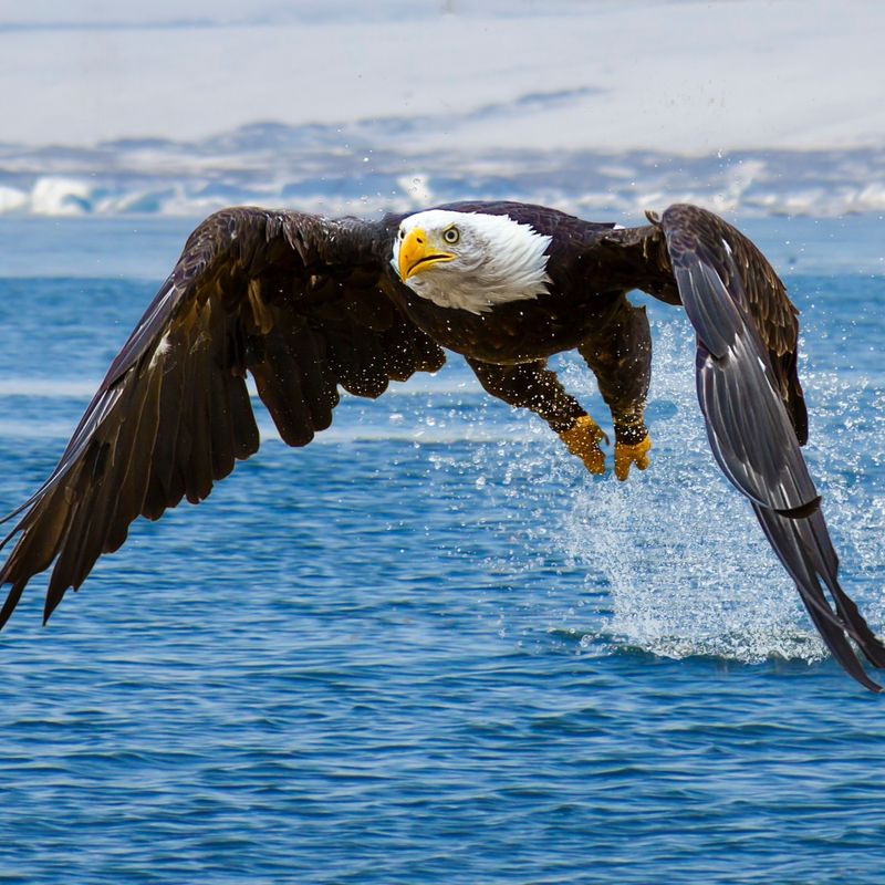 Bald Eagle