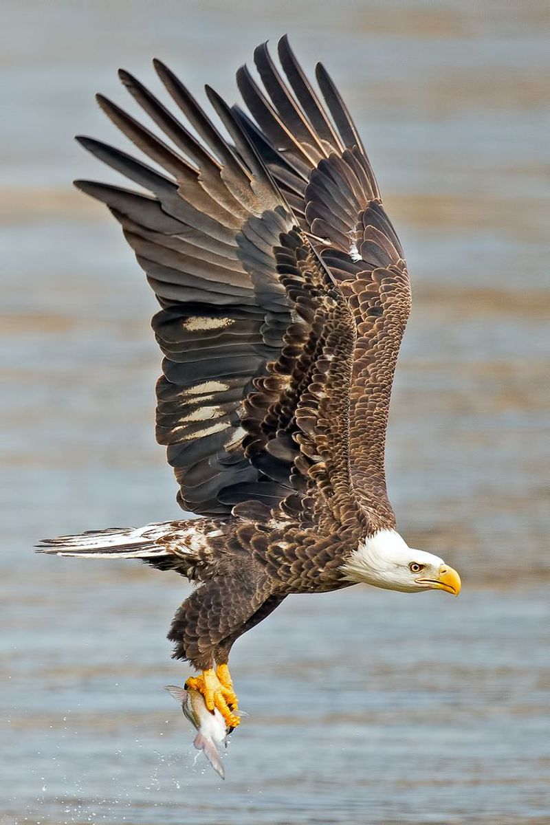 Bald Eagle