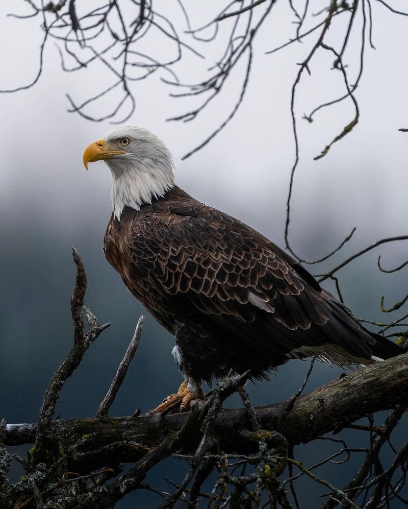 Bald Eagle