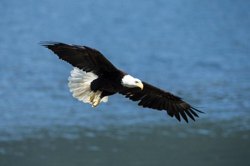 Bald Eagle in Alaska