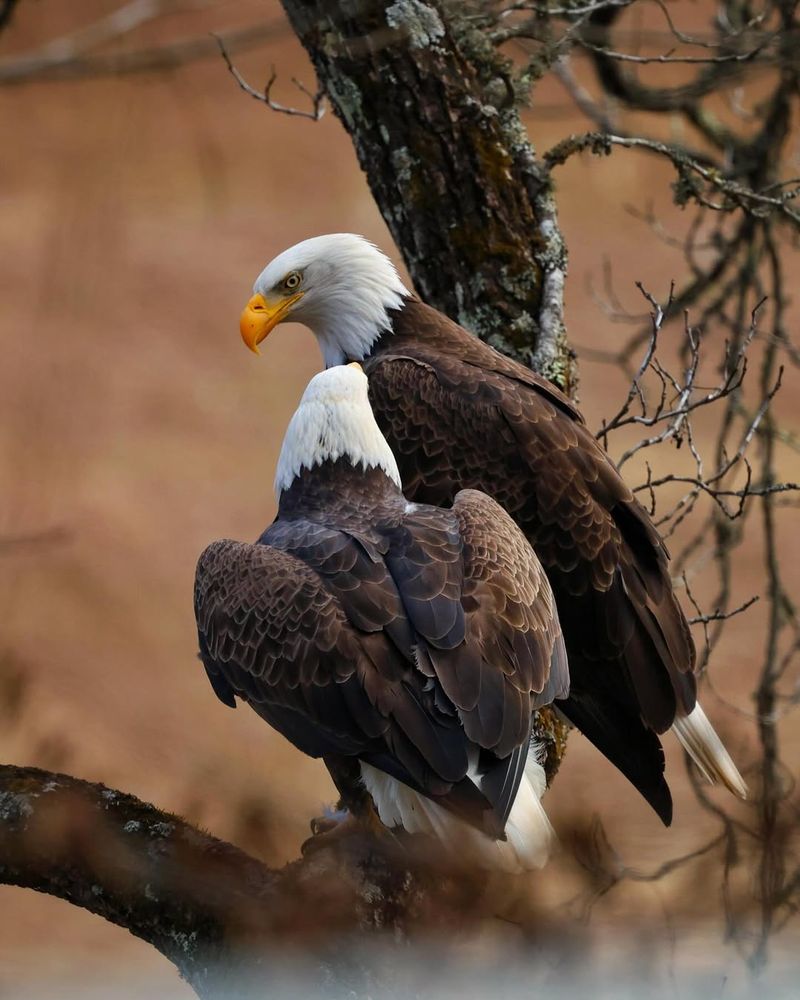 Bald Eagles