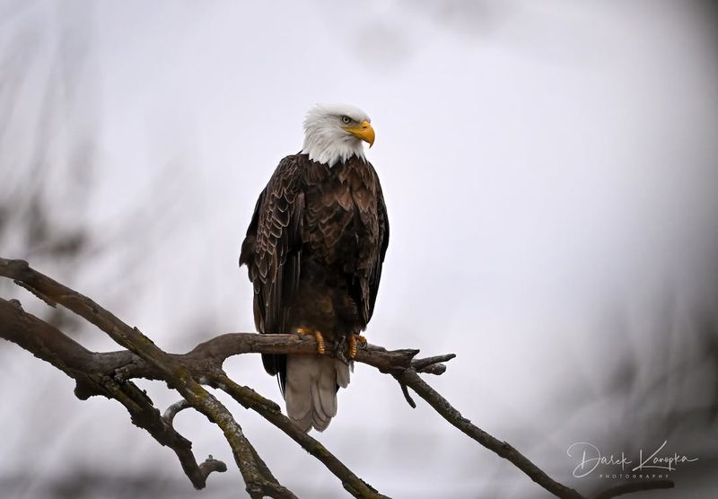 Bald Eagles and Ecosystem Balance