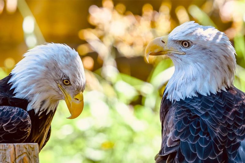 Bald Eagles