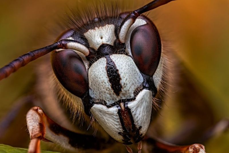 Bald-faced Hornets