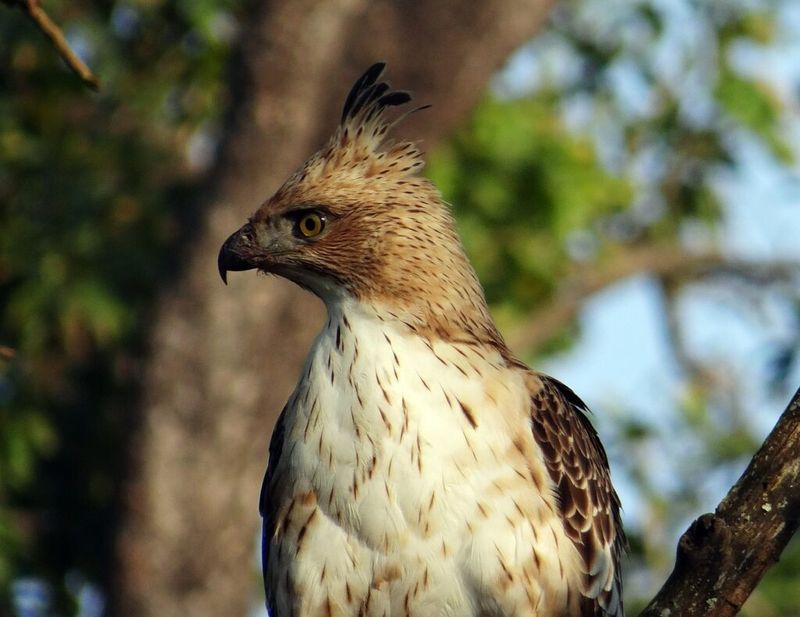 Javan Hawk-Eagle - Javan Rainforests