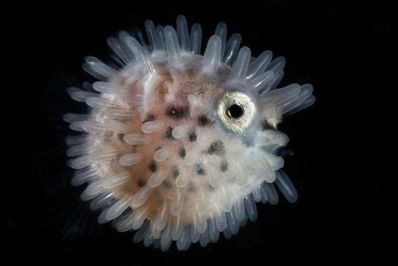 Balloonfish