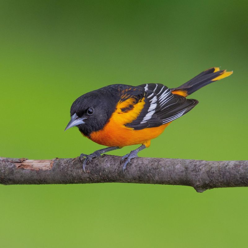 Baltimore Oriole