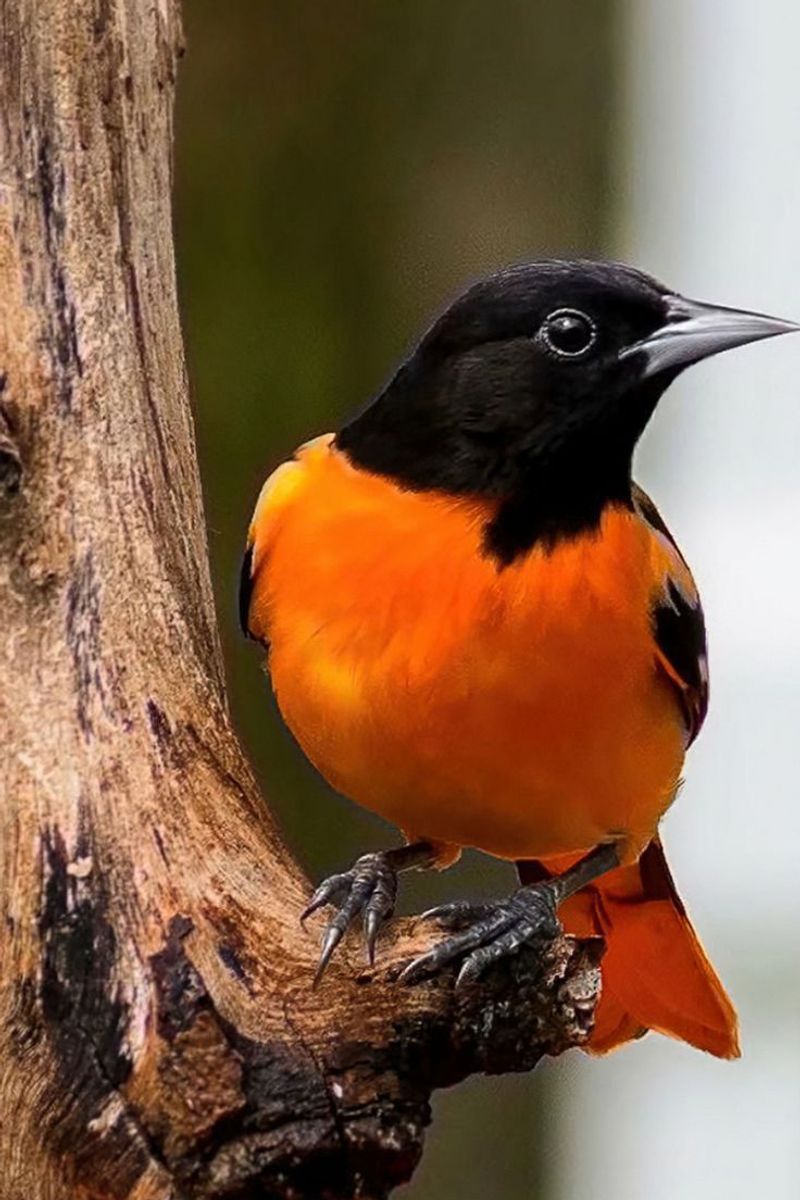 Baltimore Oriole