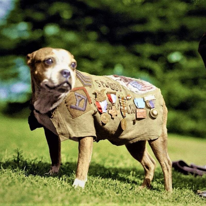 Stubby The War Dog