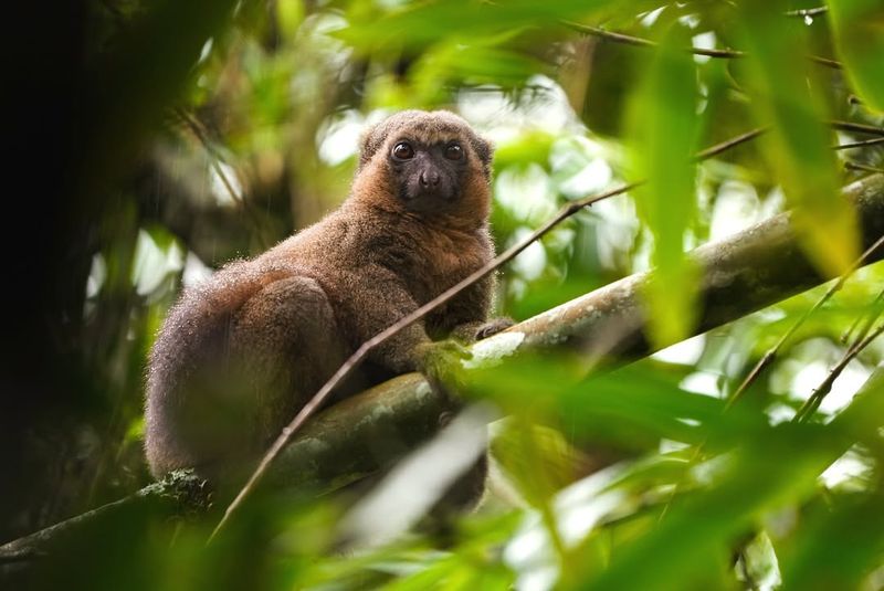 Bamboo Lemur