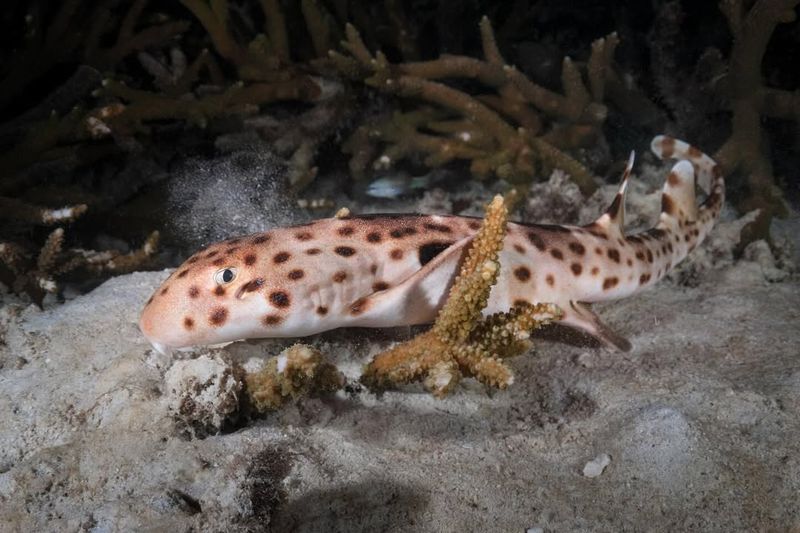 Epaulette Shark