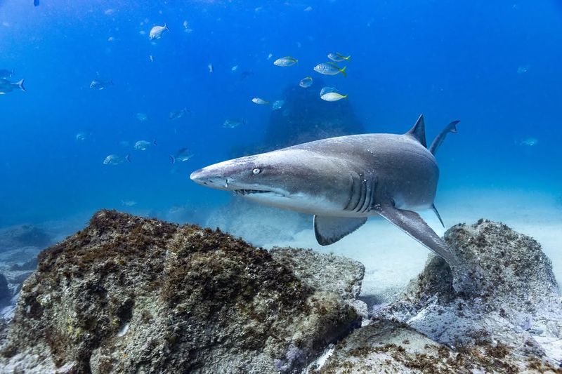 Nurse Shark