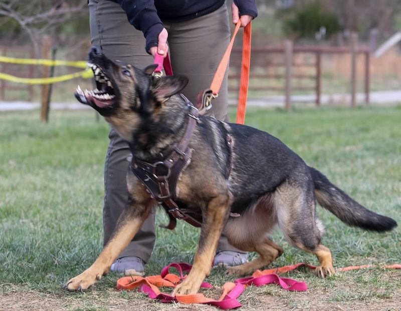 Barking and Vocalization