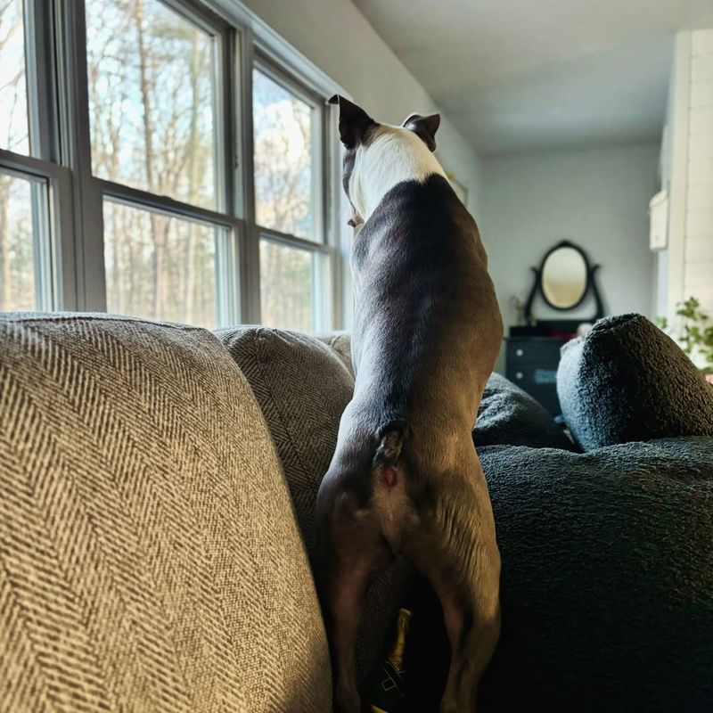 Barking at Invisible Intruders