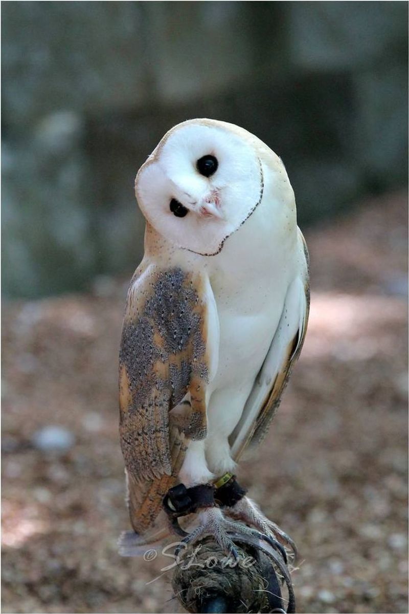 Barn Owl