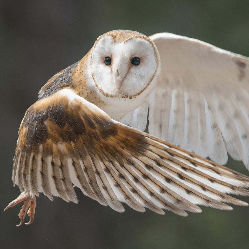 Barn Owl