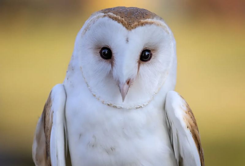 Barn Owl