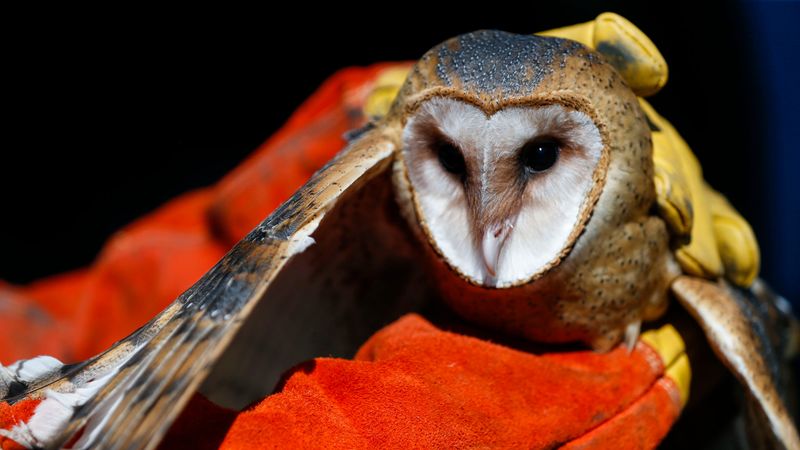 Barn Owl in Missouri