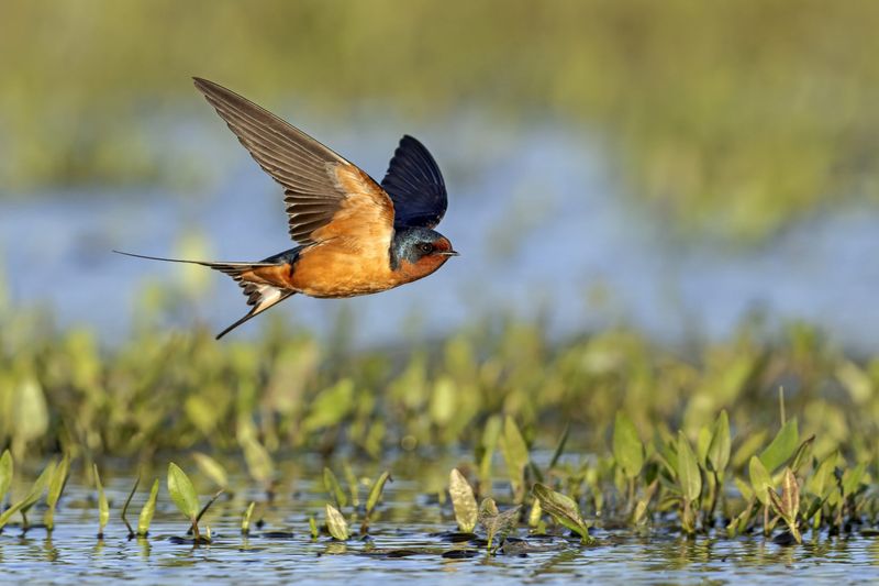 Barn Swallow