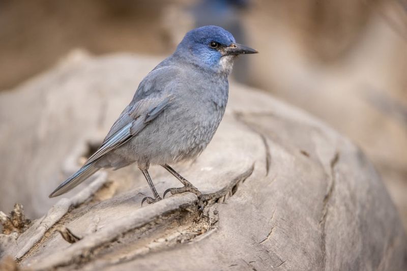 Pinyon Jay