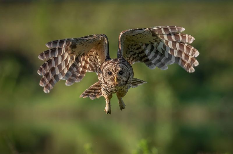 Barred Owl