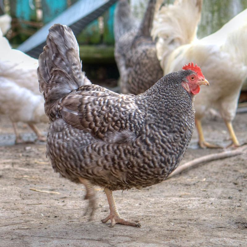 Barred Rock