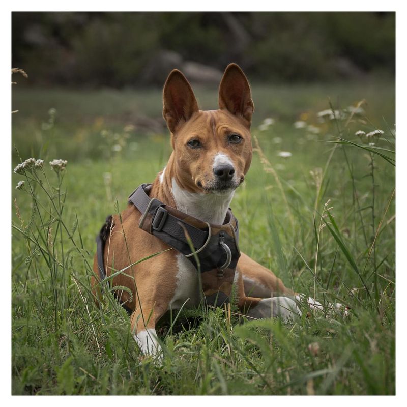 Basenji