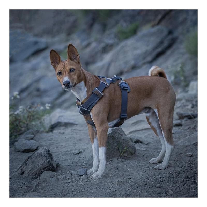 Basenji