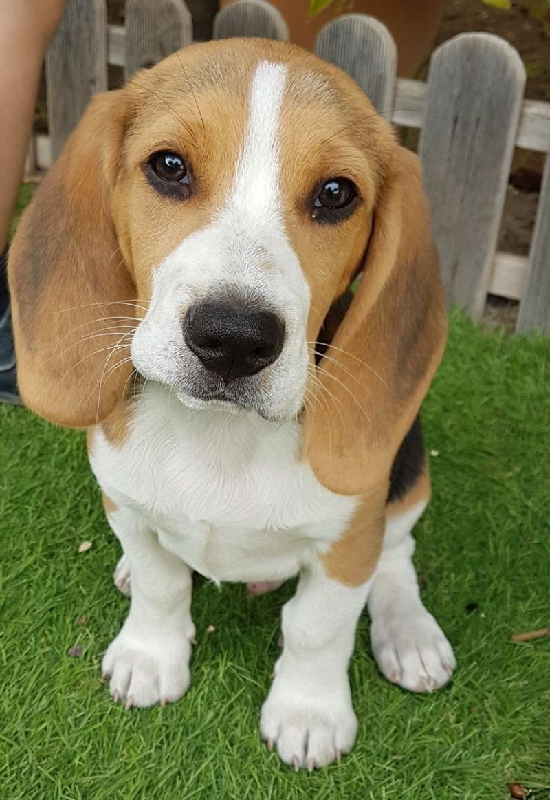 Beagle