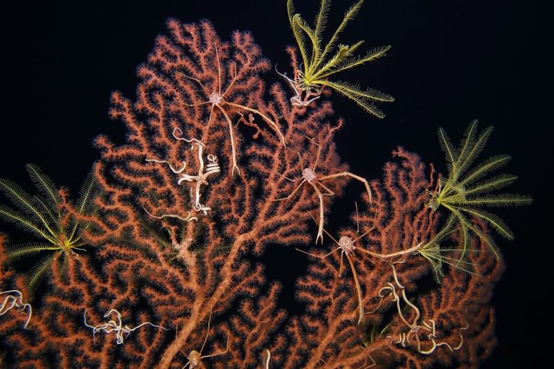 Basket Star